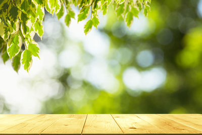 Close-up of plant on wooden table