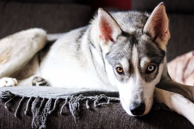 Close-up portrait of dog