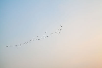 Low angle view of birds flying in sky