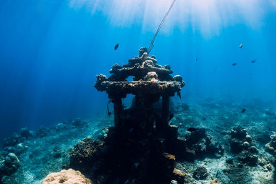 Close-up of fish swimming in sea