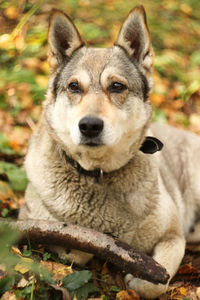 Close-up portrait of dog sitting outdoors