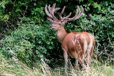 Deer eating grass in forest