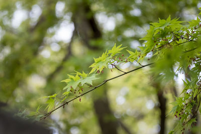 Low angle view of tree