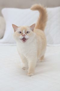 Portrait of white cat on bed