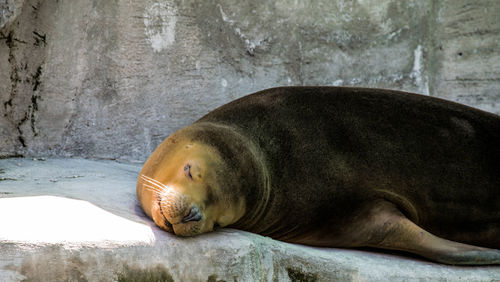 Close-up of sea lion sleeping on rock