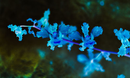 Close-up of purple flowering plant against blue water