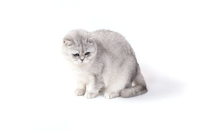Portrait of a cat over white background