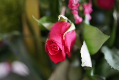 Close-up of pink rose