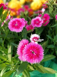 Close-up of pink flowers blooming outdoors