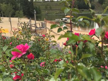 Flowers blooming on tree by plants