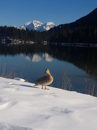Ducks on snow in lake during winter
