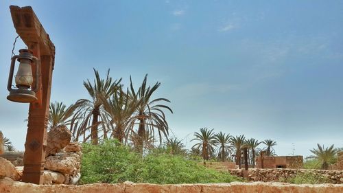 Palm trees against sky