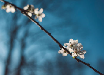 Close-up of white cherry blossoms in spring