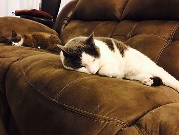 Close-up of cat sleeping on sofa at home