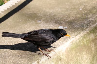 High angle view of bird perching