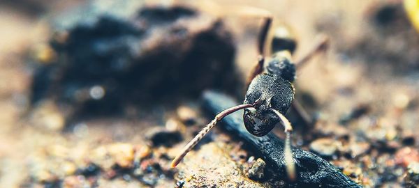 Close-up of butterfly on rock