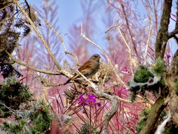 View of bird perching on flower tree