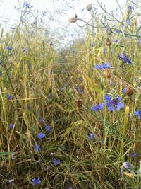 Plant growing on field