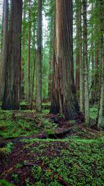 Trees in forest