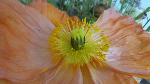 Close-up of yellow hibiscus blooming outdoors