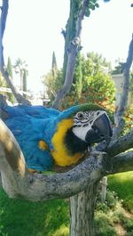 Close-up of parrot perching on tree