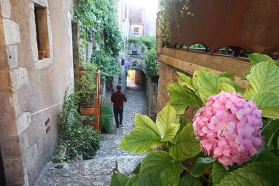 Rear view of woman with pink flowering plants against building