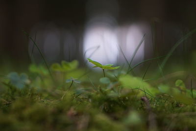 Close-up of grass on field