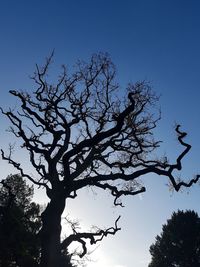 Low angle view of silhouette tree against clear blue sky