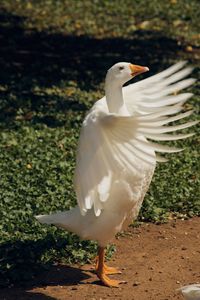 Close-up of a bird