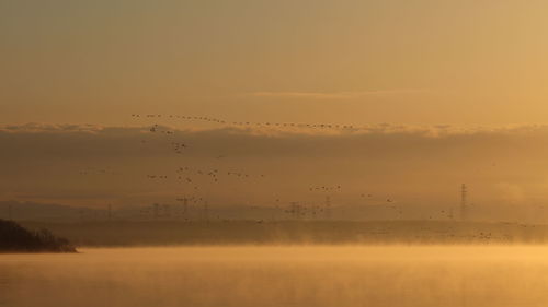 Flock of birds flying against sky during sunset