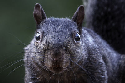 Close-up of squirrel