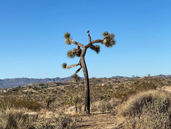 Tree on field against clear sky