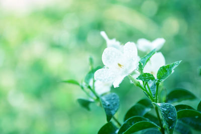 Close-up of dew on plant