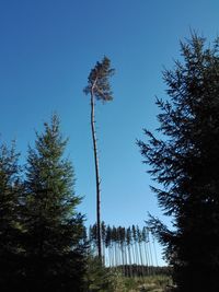 Low angle view of coconut palm trees against blue sky