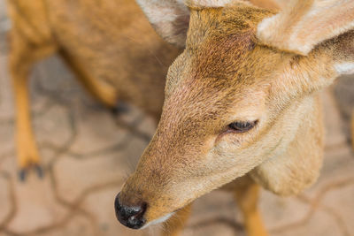 Close-up of deer