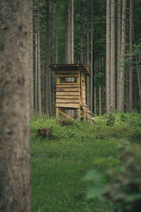 Trees growing in forest