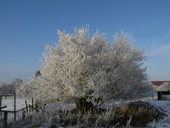 Snow covered trees against clear sky