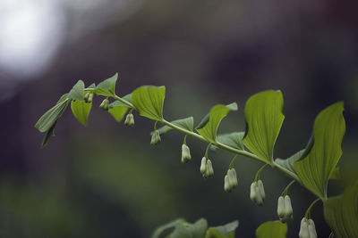 Close-up of fresh green plant