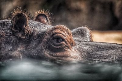 Close-up portrait of a hippopotamus 