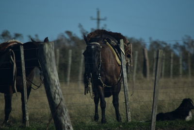 Horse on field against sky