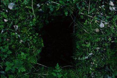 Plants growing in forest