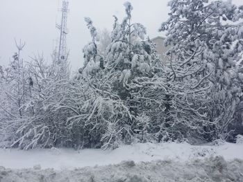 Trees on landscape