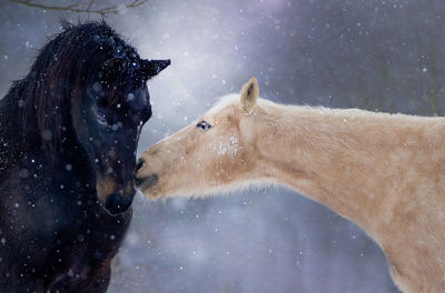 Close-up of two horses in winter