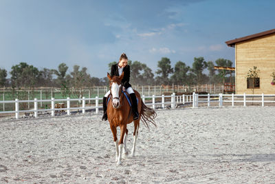 Horse standing on field