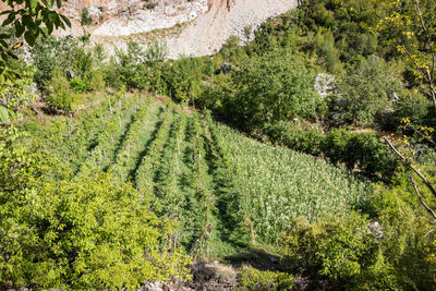 Scenic view of agricultural field