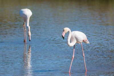 Scenic view of pink flamingos at sunset reflecting to salt water lake in south of france