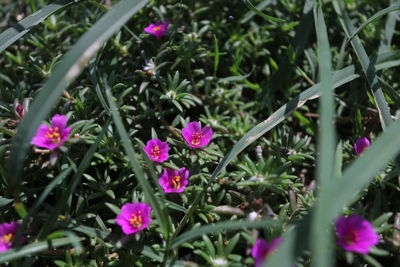 Close-up of pink flowers blooming outdoors