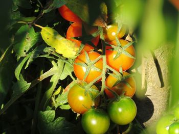 Close-up of oranges growing on plant