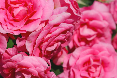 Close-up of pink roses