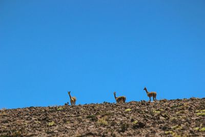 Birds standing on field against clear blue sky